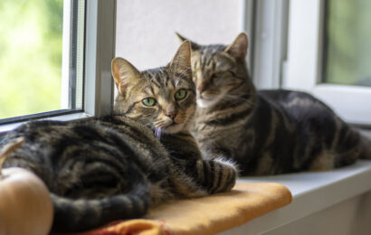 cats-window cats-window